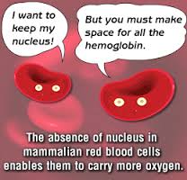 blood cells have no nucelus